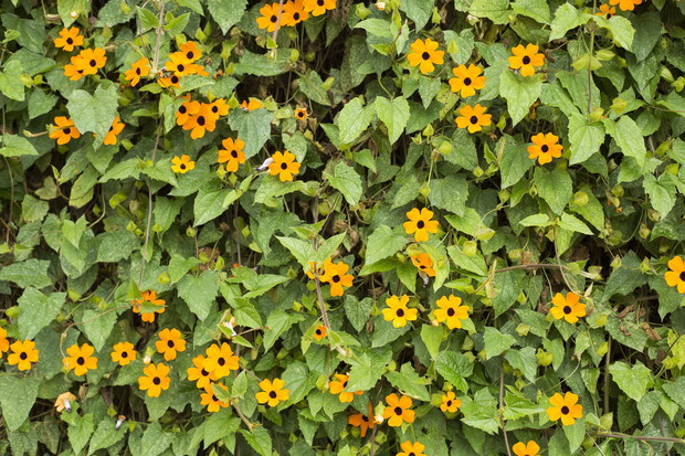 Tunbergia oskrzydlona Thunbergia alata (zdj.: Adobe Stock)