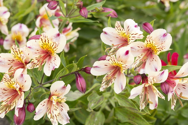 Uroda nie jest jedyną zaletą alstromerii. Roślina doskonale znosi również rozmnażanie przez podział i uprawę pojemnikową. (zdj.: Adobe Stock)