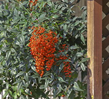 W lżejszym klimacie, przy łagodniejszej pogodzie nandina może być uprawiana jako roślina gruntowa, bezpieczniejsza jest jednak uprawa doniczkowa. (zdj.: Adobe Stock)