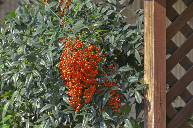 W lżejszym klimacie, przy łagodniejszej pogodzie nandina może być uprawiana jako roślina gruntowa, bezpieczniejsza jest jednak uprawa doniczkowa. (zdj.: Adobe Stock)