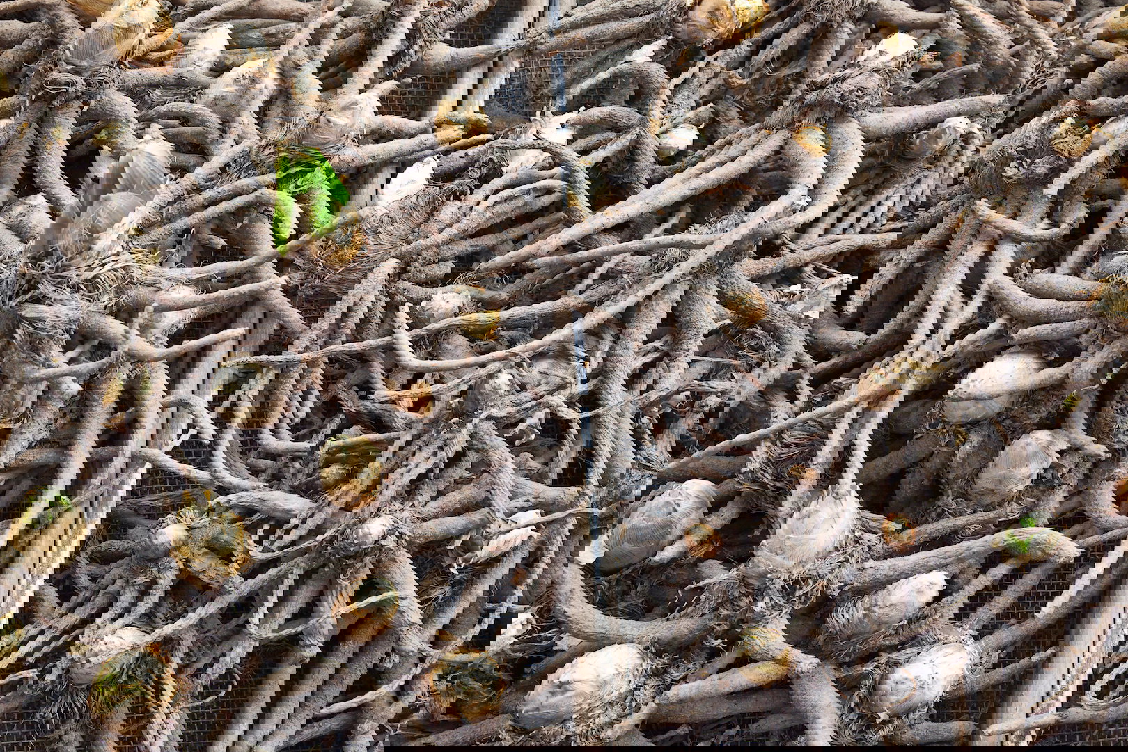W mroźnych rejonach kraju kłącza wykopujemy na zimę i przechowujemy do czasu wiosennego sadzenia w chłodnej i suchej piwnicy. (zdj.: Adobe Stock)