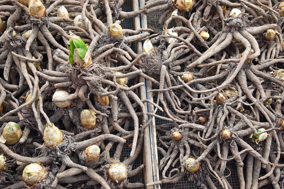 W mroźnych rejonach kraju kłącza wykopujemy na zimę i przechowujemy do czasu wiosennego sadzenia w chłodnej i suchej piwnicy. (zdj.: Adobe Stock)