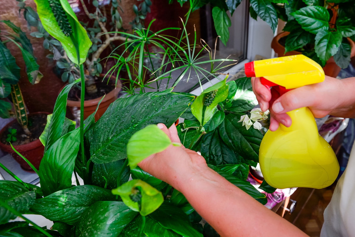 W przypadku roślin również lepiej zapobiegać niż leczyć. Spełnianie wymagań danego egzemplarza i regularne jego odkurzanie zmniejszy szanse na występowanie szkodników czy popularnych chorób. (zdj.: Adobe Stock)
