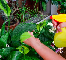 W przypadku roślin również lepiej zapobiegać niż leczyć. Spełnianie wymagań danego egzemplarza i regularne jego odkurzanie zmniejszy szanse na występowanie szkodników czy popularnych chorób. (zdj.: Adobe Stock)