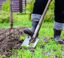 W walce ze szkodnikami glebowymi pomaga częste spulchnianie gleby, szczególnie wczesną wiosną. (zdj.: Adobe Stock)
