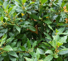 Wawrzyn szlachetny laurus nobilis (zdj.: Adobe Stock)