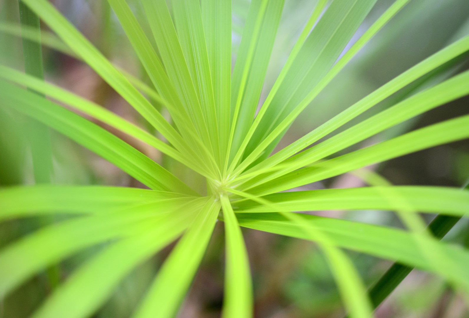 Ważnym elementem pielęgnacji papirusu (cyperus alternifolius) jest utrzymywanie korzeni rośliny ciągle wilgotnych. Donica z rośliną powinna przez to stać na wypełnionej wodą podstawce.  (zdj.: Adobe Stock)