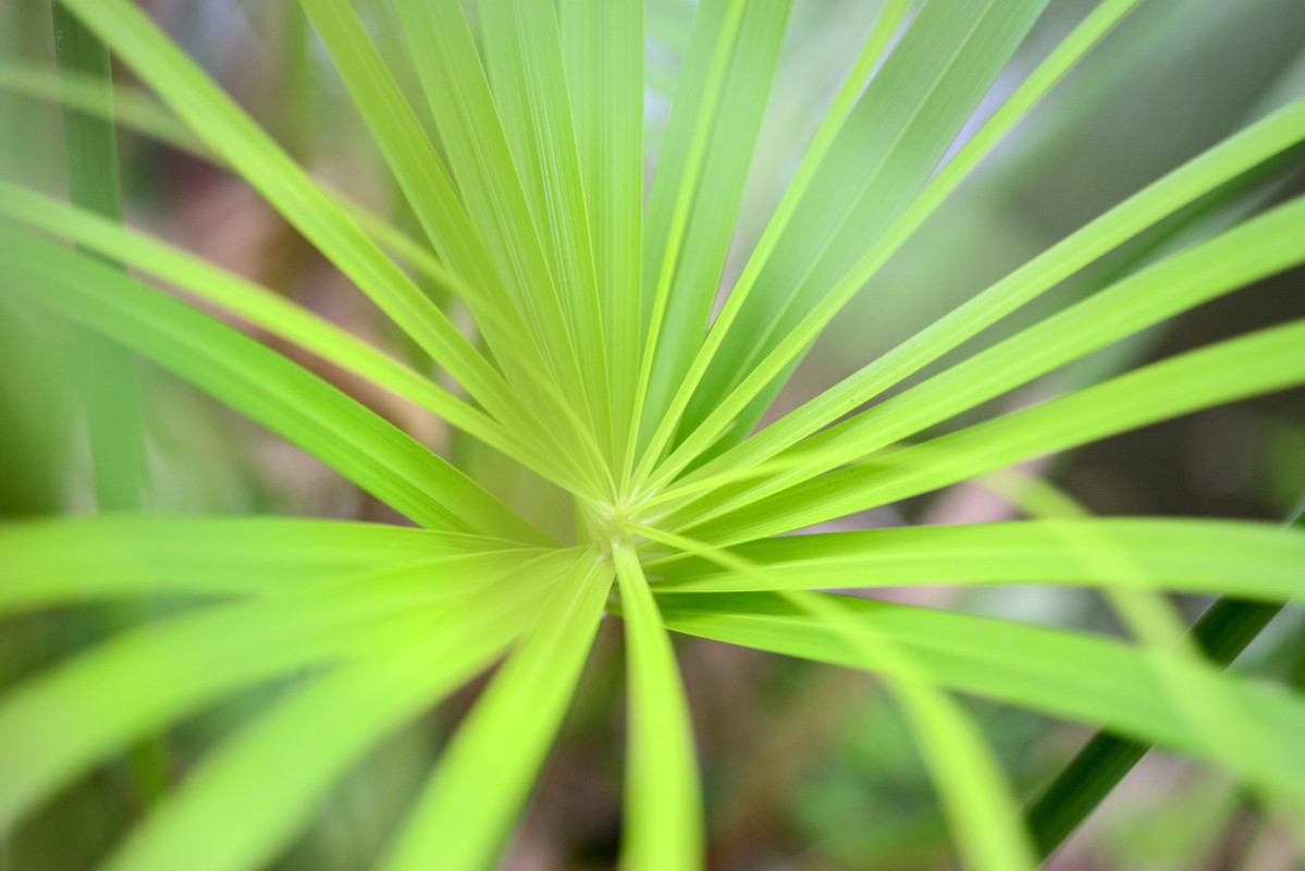Ważnym elementem pielęgnacji papirusu (cyperus alternifolius) jest utrzymywanie korzeni rośliny ciągle wilgotnych. Donica z rośliną powinna przez to stać na wypełnionej wodą podstawce. (zdj.: Adobe Stock)