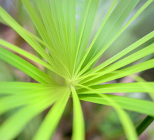 Ważnym elementem pielęgnacji papirusu (cyperus alternifolius) jest utrzymywanie korzeni rośliny ciągle wilgotnych. Donica z rośliną powinna przez to stać na wypełnionej wodą podstawce. (zdj.: Adobe Stock)