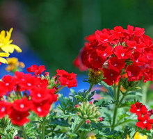 Werbena Verbena (zdj.: iStock)