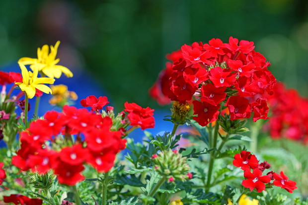 Werbena Verbena (zdj.: iStock)