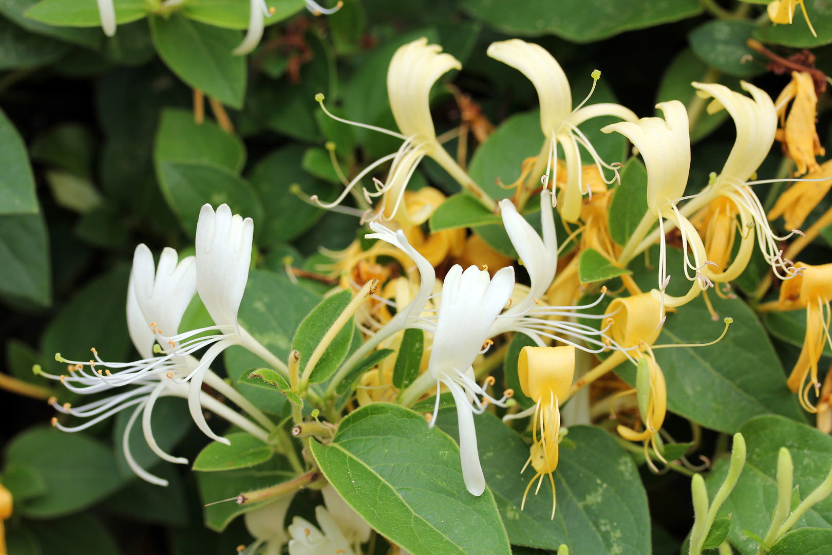 Wiciokrzew Lonicera (zdj.: Adobe Stock)