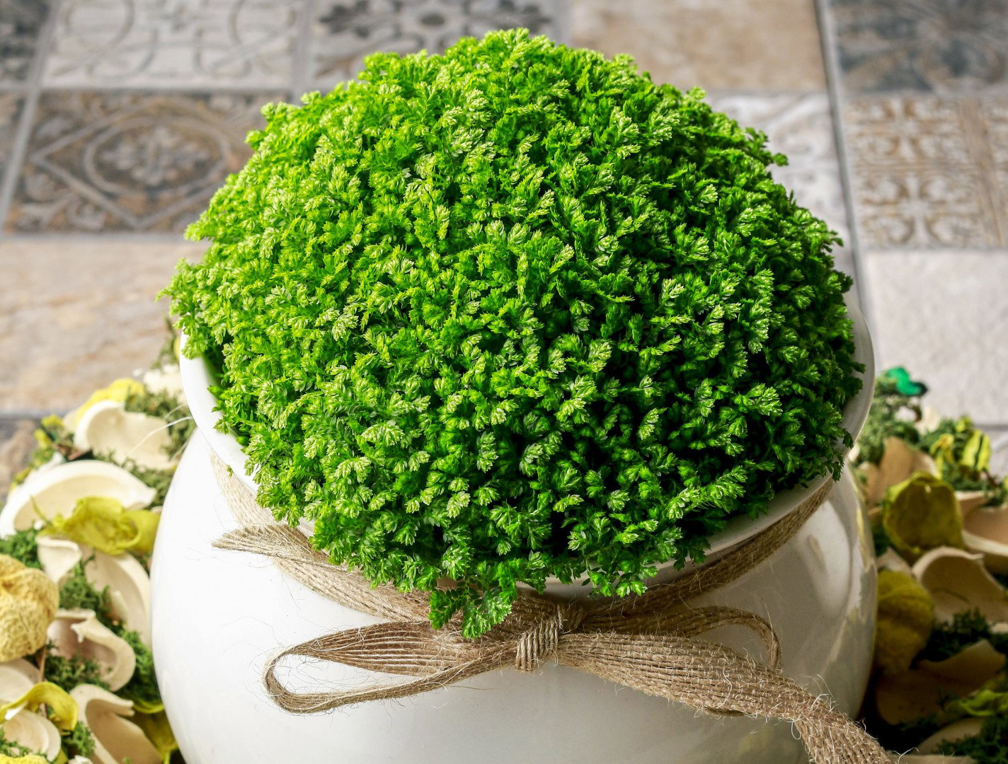 Widliczka jest niestety rośliną trudną w uprawie. Paprocie te lubią wilgotne podłoże i jasną wystawę. (zdj.: Adobe Stock)