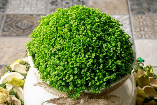 Widliczka jest niestety rośliną trudną w uprawie. Paprocie te lubią wilgotne podłoże i jasną wystawę. (zdj.: Adobe Stock)