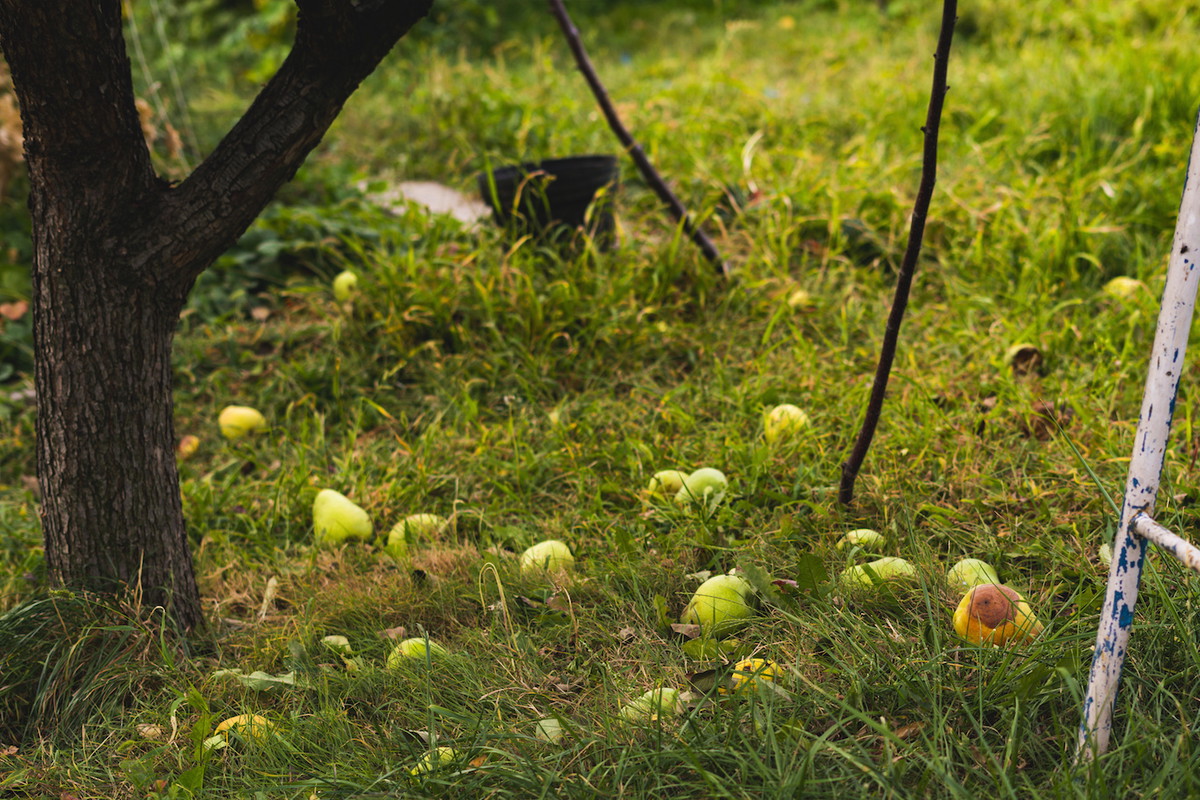 Wiele owoców późnych odmian gruszy dobrze znosi przechowywanie, potrafiąc przeleżeć w chłodnej piwnicy nawet do dwóch miesięcy. (zdj.: Adobe Stock)