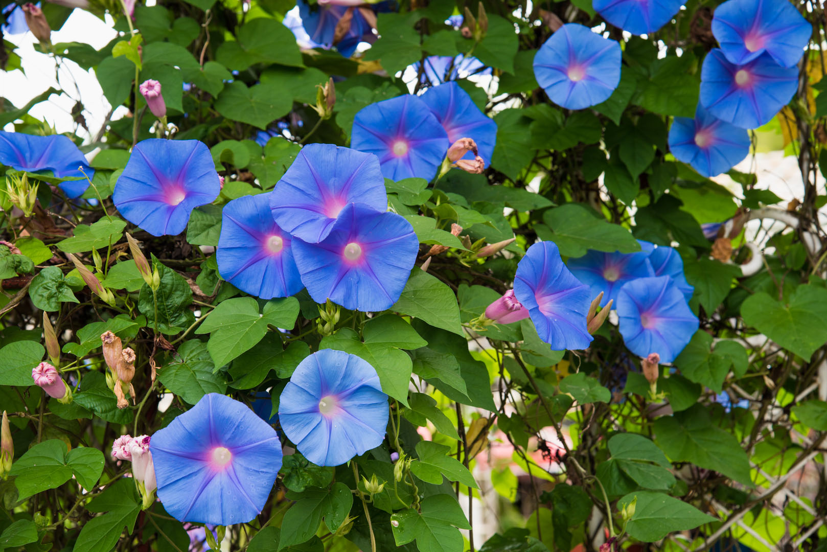 Wilec Ipomoea (zdj.: Adobe Stock)