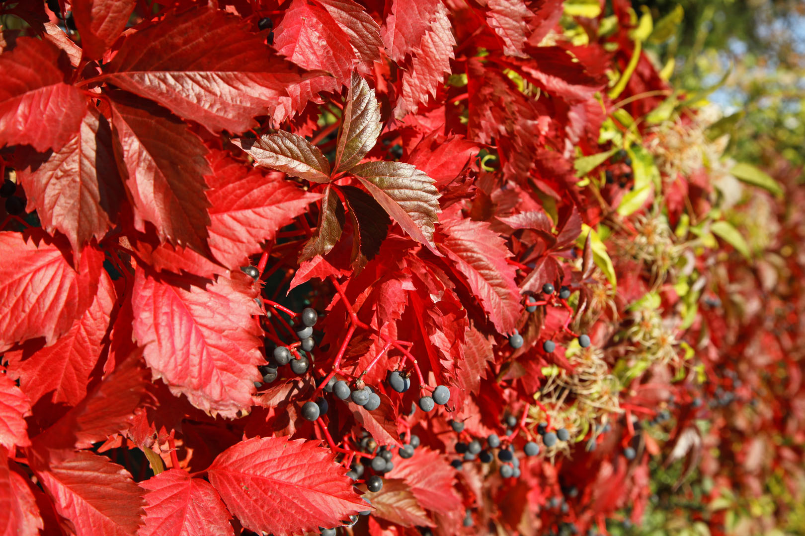 Winobluszcz Parthenocissus (zdj.: Adobe Stock)