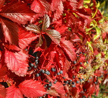 Winobluszcz Parthenocissus (zdj.: Adobe Stock)