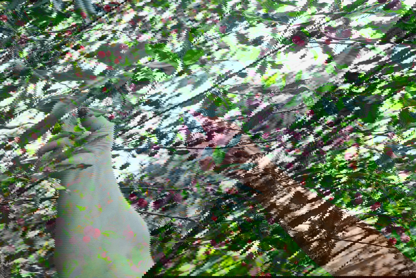 Wiśnie i czereśnie to jedne z niewielu owoców, który osiągają dojrzałość zbiorczą i konsumpcyjną w tym samym czasie.  (zdj.: iStock)