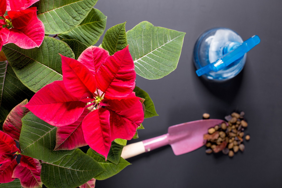 Wybierając poinsecję do zakupu zalecamy przyjrzeć się przykwiatkom danego egzemplarza. Gdy są one opadnięte mamy do czynienia ze starszymi okazami. (zdj.: Adobe Stock)