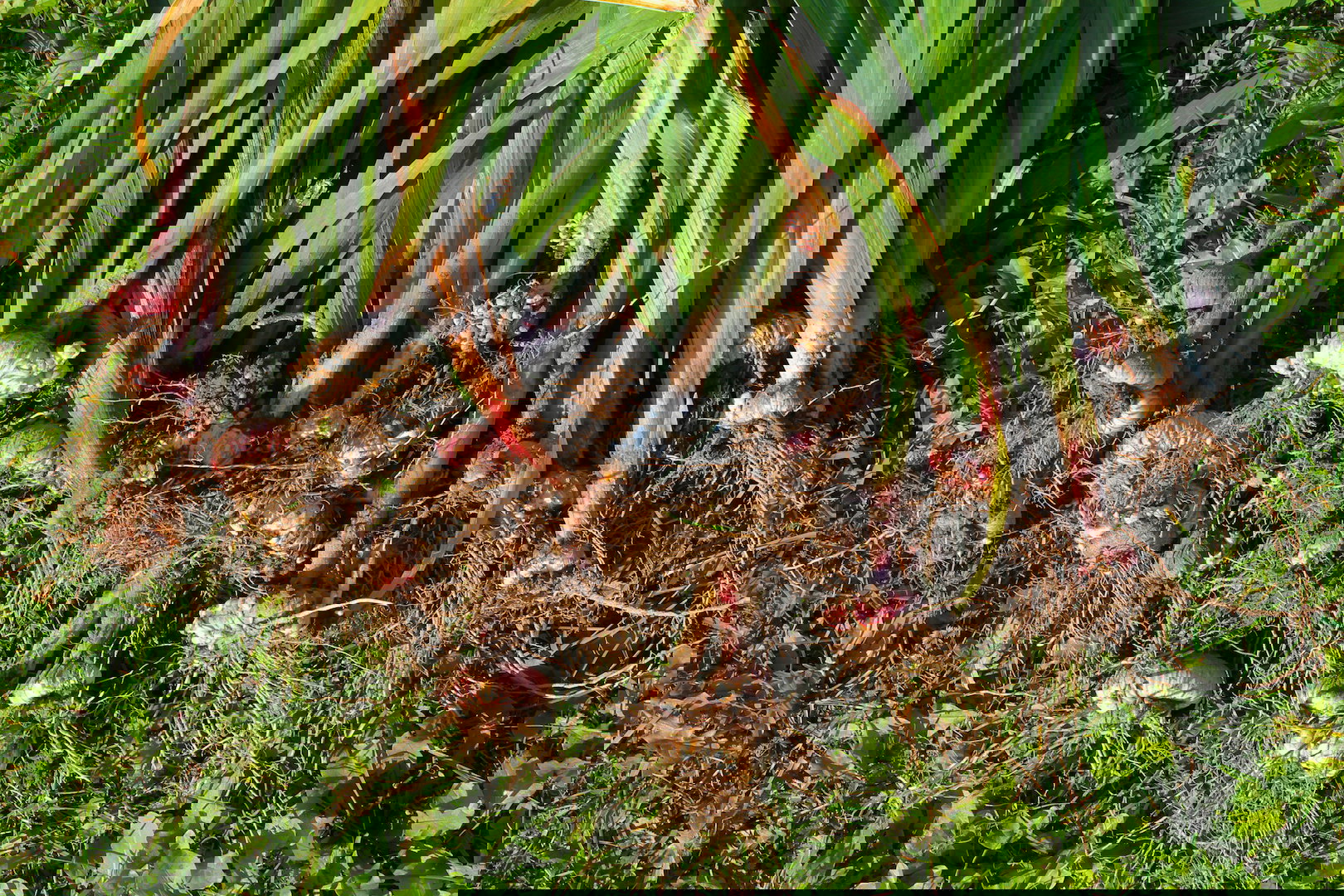 Wykopywanie bulw należy przeprowadzić w suchy i słoneczny dzień, a same organy jak najszybciej oczyszczamy z resztek ziemi. (zdj.: iStock)