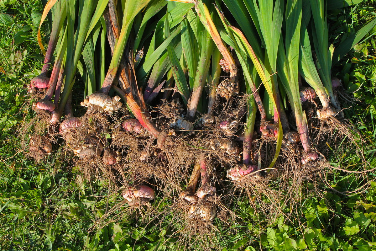 Wykopywanie bulw należy przeprowadzić w suchy i słoneczny dzień, a same organy jak najszybciej oczyszczamy z resztek ziemi. (zdj.: iStock)