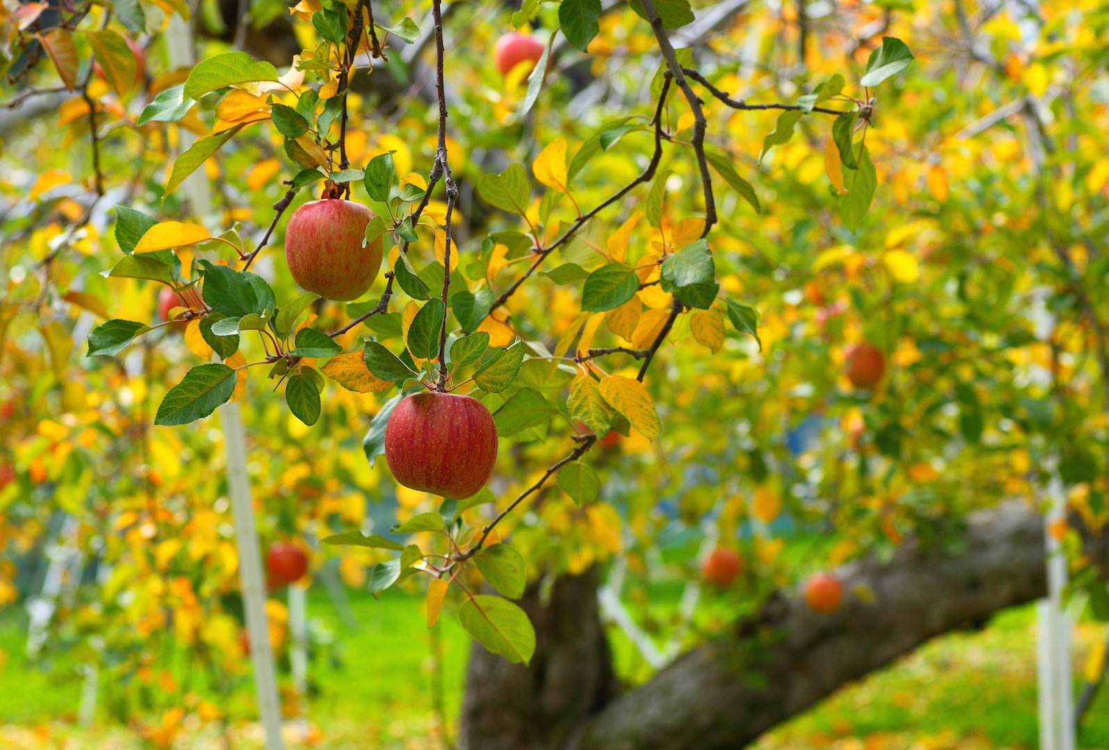 Wyznaczenie odpowiedniego momentu na zbiór jabłek jest kluczowe, od dojrzałości owoców w trakcie plonowania zależy bowiem ile czasu jabłka utrzymają świeżość podczas przechowywania. (zdj.: Adobe Stock)