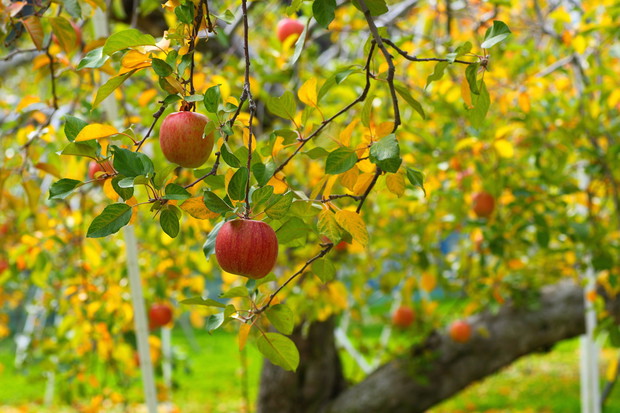 Wyznaczenie odpowiedniego momentu na zbiór jabłek jest kluczowe, od dojrzałości owoców w trakcie plonowania zależy bowiem ile czasu jabłka utrzymają świeżość podczas przechowywania. (zdj.: Adobe Stock)