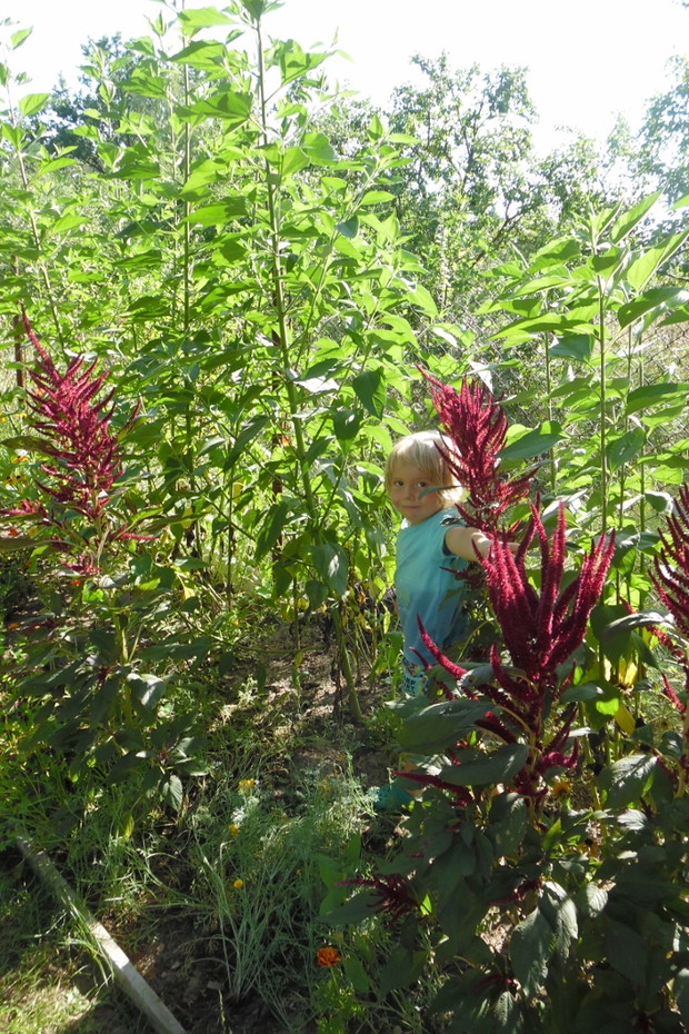 z szarłatem i topinamburem w tle