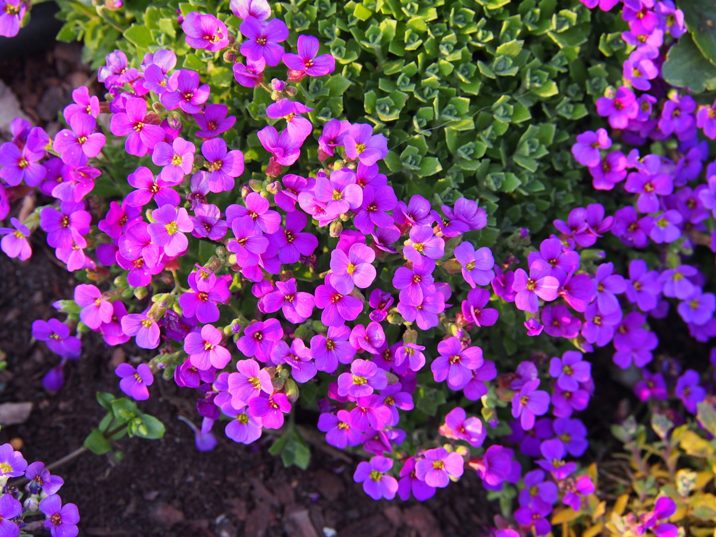 Żagwin Aubrieta (zdj.: Adobe Stock)