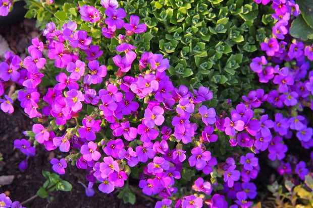 Żagwin Aubrieta (zdj.: Adobe Stock)