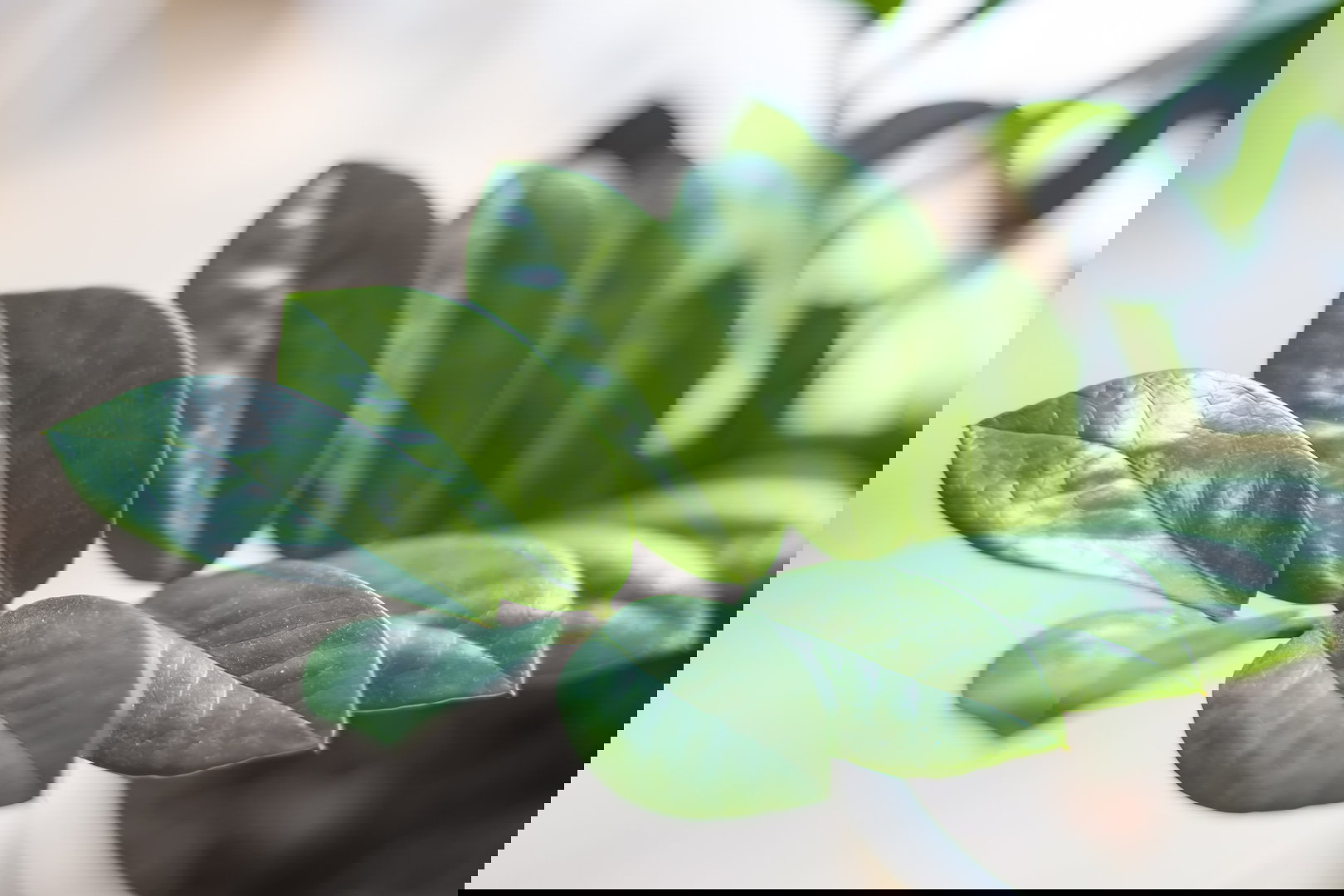 Zamiokulkas Zamioculcas zamiifolia (zdj.: iStock)