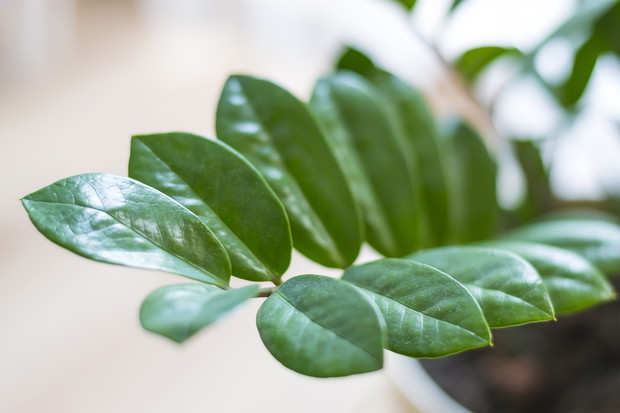Zamiokulkas Zamioculcas zamiifolia (zdj.: iStock)