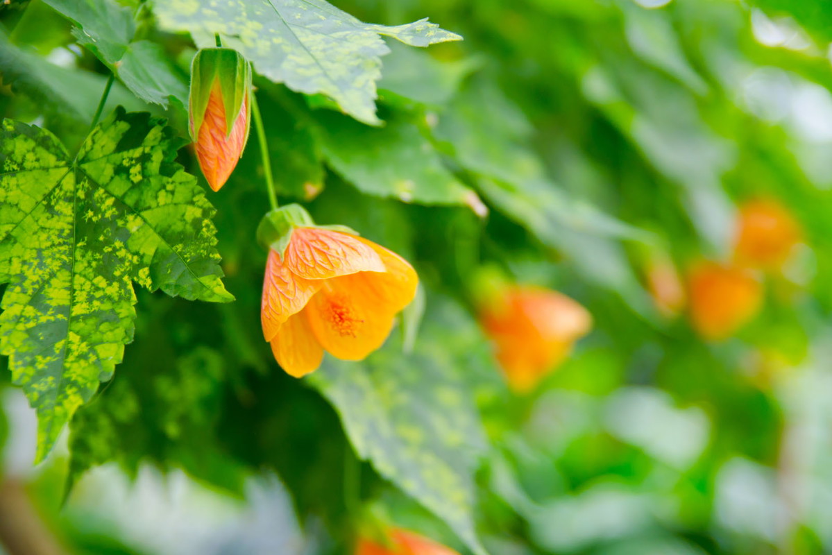 Zaślaz Abutilon (zdj.: Adobe Stock)