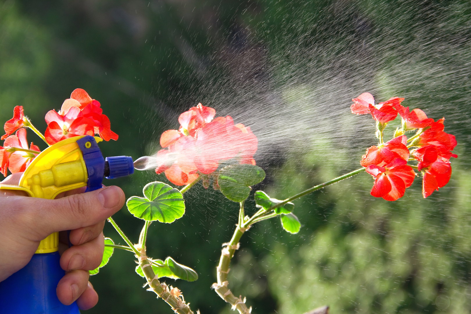 Zastanówmy się dwa razy, zanim sięgniemy po chemiczne środki ochrony. Zdarza się, że infekcje trapiące roślinę są na tyle niegroźne, że ta sama sobie z nimi poradzi. Jeśli nie jesteśmy tego pewni - lepiej zasięgnąć opinii eksperta. (zdj.: Adobe Stock)