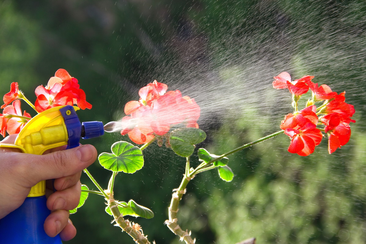 Zastanówmy się dwa razy, zanim sięgniemy po chemiczne środki ochrony. Zdarza się, że infekcje trapiące roślinę są na tyle niegroźne, że ta sama sobie z nimi poradzi. Jeśli nie jesteśmy tego pewni - lepiej zasięgnąć opinii eksperta. (zdj.: Adobe Stock)