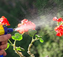 Zastanówmy się dwa razy, zanim sięgniemy po chemiczne środki ochrony. Zdarza się, że infekcje trapiące roślinę są na tyle niegroźne, że ta sama sobie z nimi poradzi. Jeśli nie jesteśmy tego pewni - lepiej zasięgnąć opinii eksperta. (zdj.: Adobe Stock)