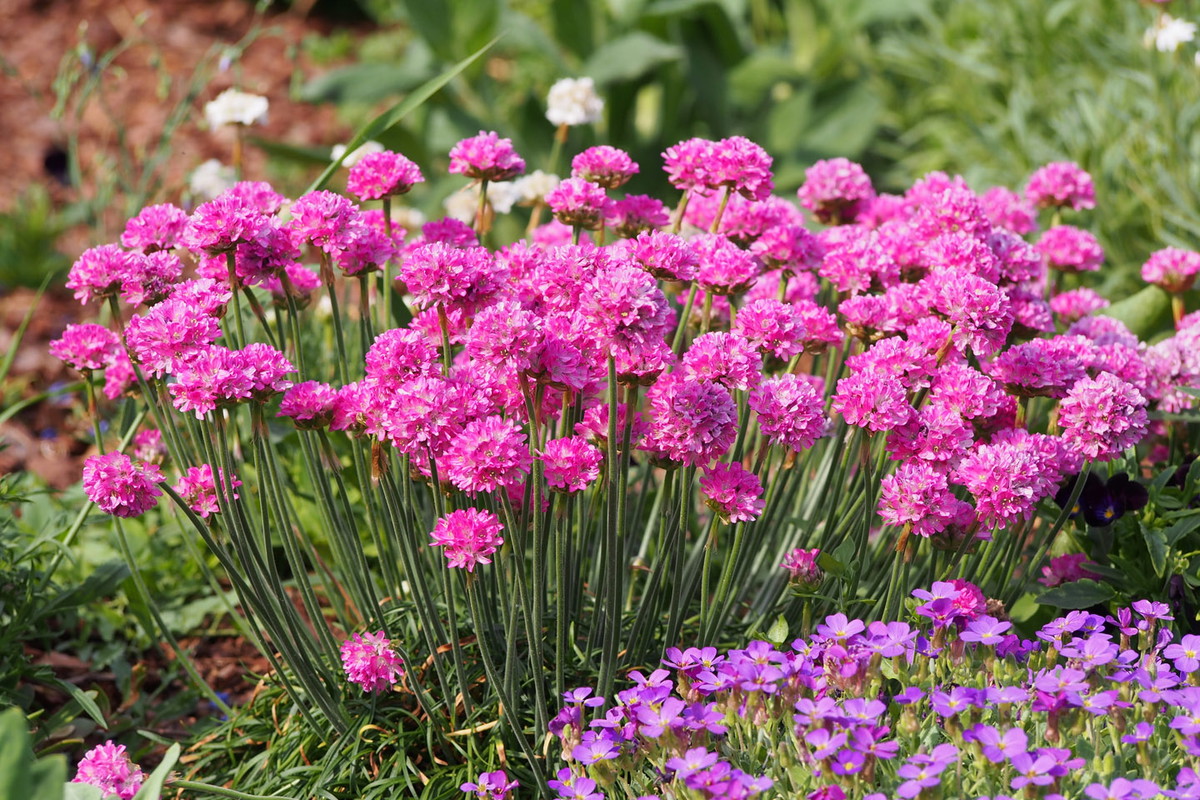 Zawciąg Armeria (zdj.: Adobe Stock)