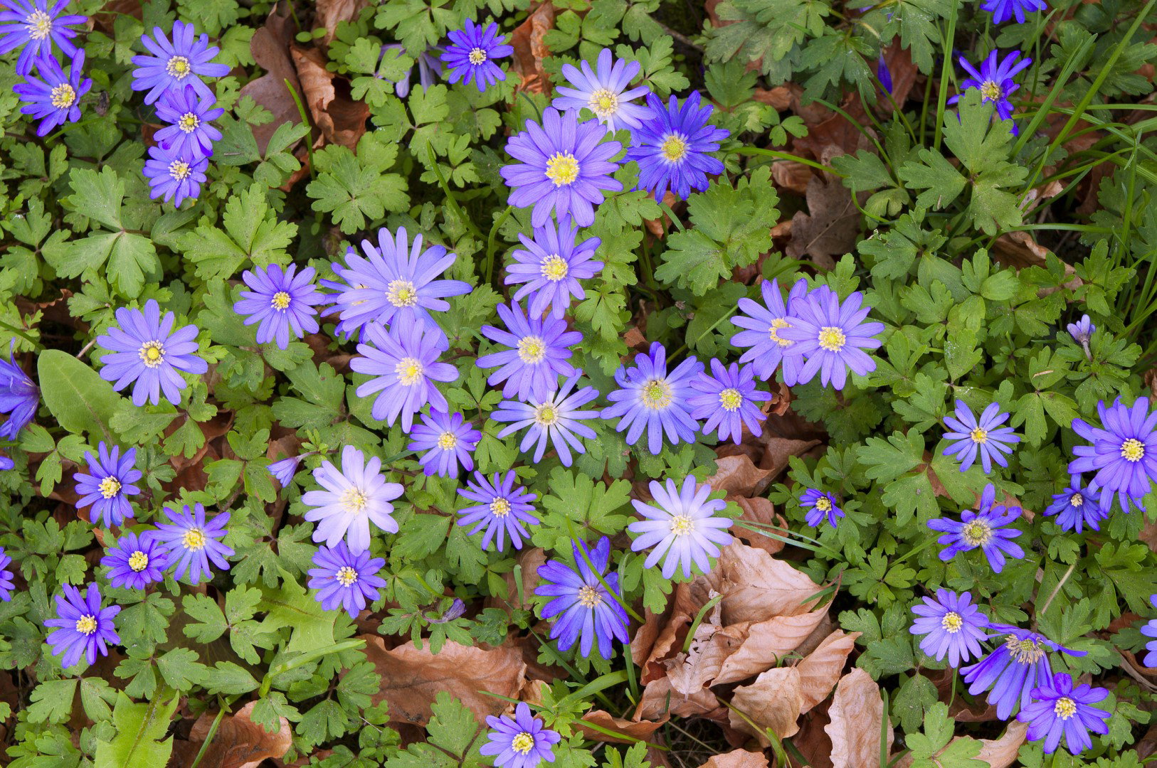 Zawilec grecki Anemone blanda (zdj.: iStock)