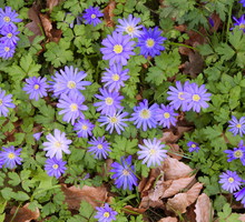 Zawilec grecki Anemone blanda (zdj.: iStock)