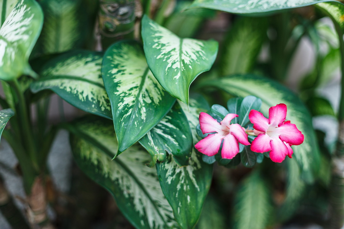 (zdj. Adobe Stock)