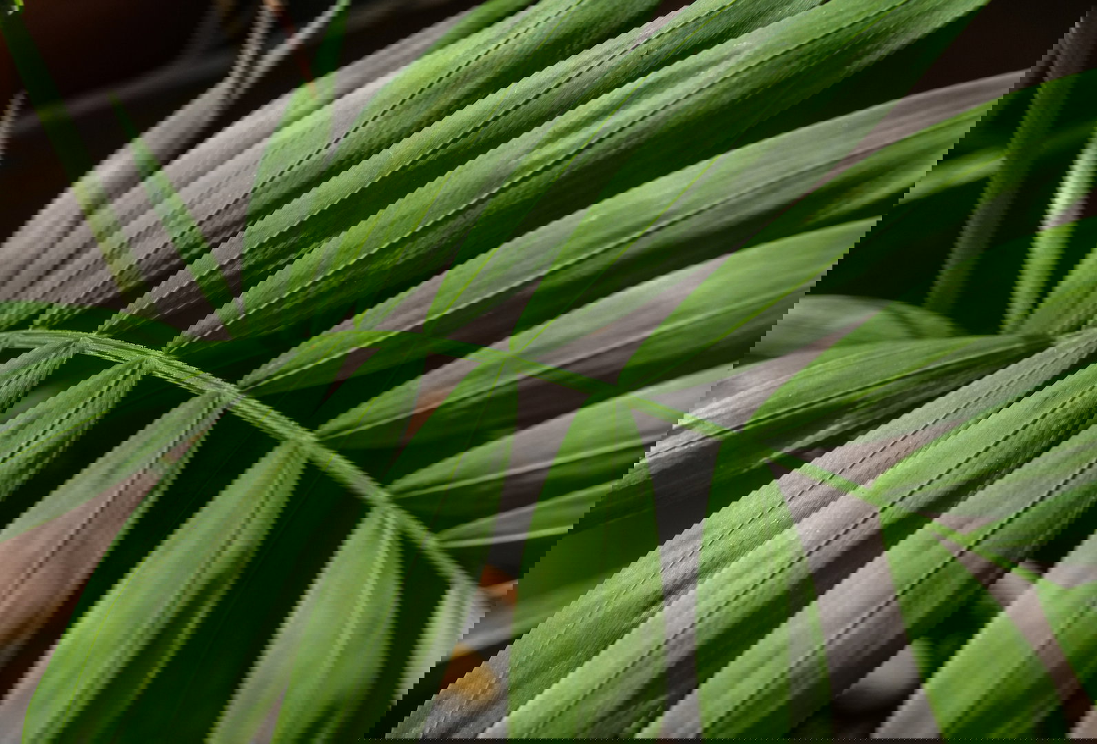 Zdrowe liście palmy Howea potrafią zachwycić wyjątkowymi wartościami dekoracyjnymi, dzięki którym roślina idealnie nadaje się do nowoczesnych, surowych wnętrz. (zdj.: iStock)