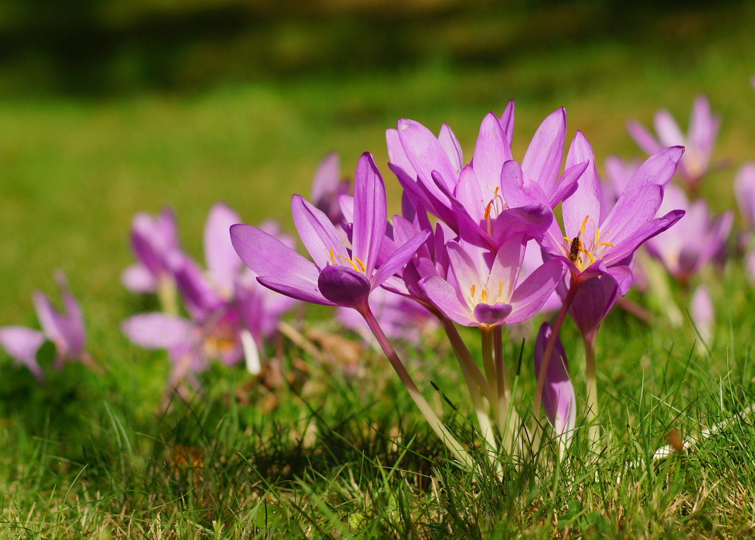 Zimowit jesienny Colchicum autumnale (zdj.: Adobe Stock)