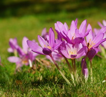 Zimowit jesienny Colchicum autumnale (zdj.: Adobe Stock)