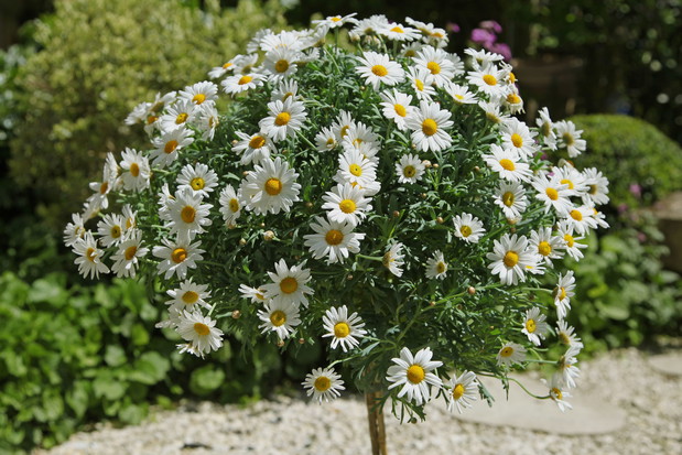 Złocień krzewiasty argyranthemum frutescens (zdj.: Adobe Stock)