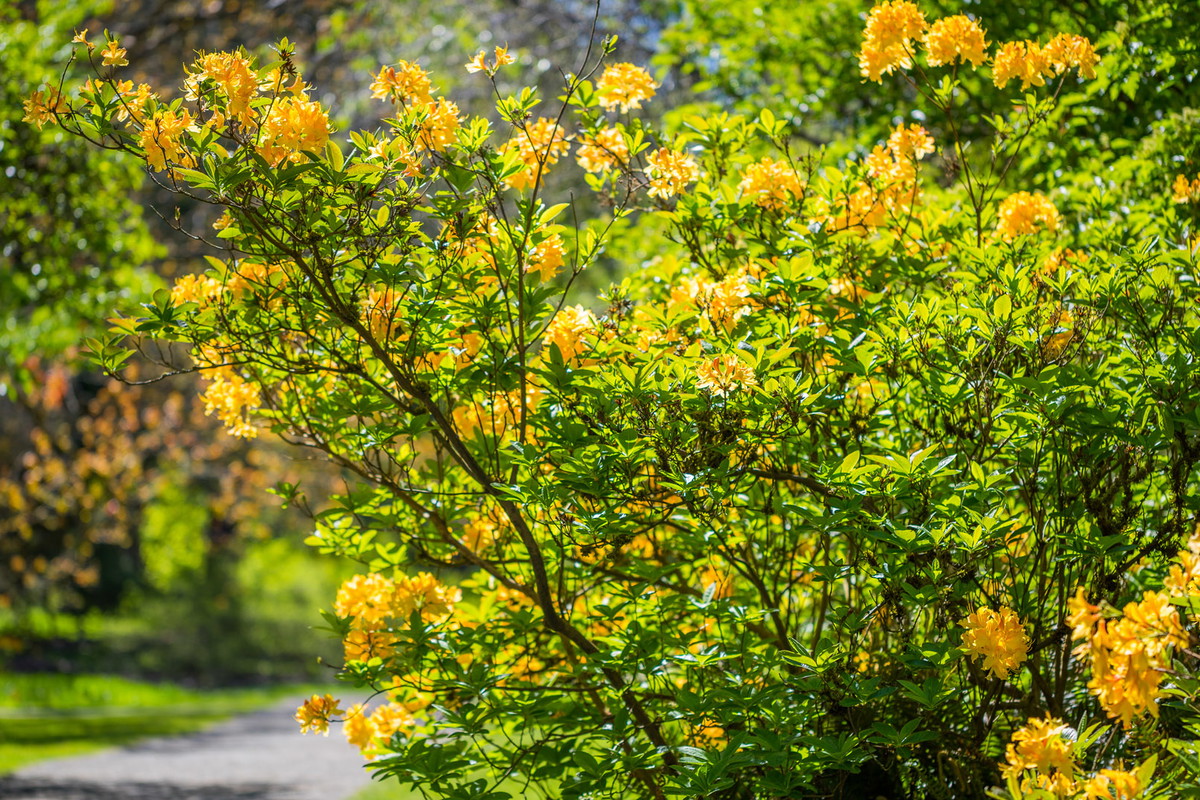Złotlin japoński kerria japonica (zdj.: Adobe Stock)
