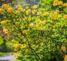 Złotlin japoński kerria japonica (zdj.: Adobe Stock)