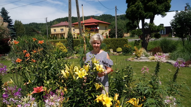 Żółte lilie pięknie pachniały, szczególnie wieczorem.