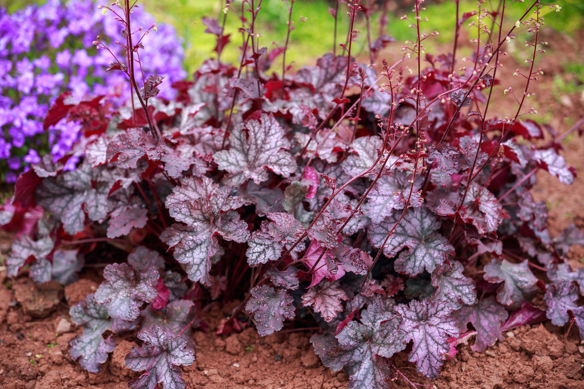 Żurawka heuchera (zdj.: Adobe Stock)
