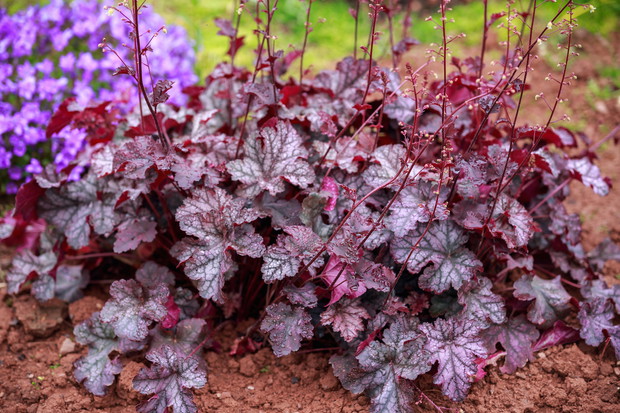 Żurawka heuchera (zdj.: Adobe Stock)